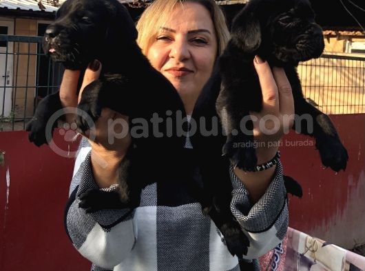 Devasa Muhteşem Cane Corso Yavrularımız görsel
