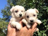 Kar Beyaz Maltese Terrier Yavrularımız