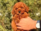 RED BROWN TOY POODLE BEBEKLET
