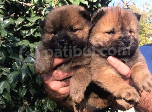Chowchow Yavrularım Sağlık Ve Irk Garantilid görsel