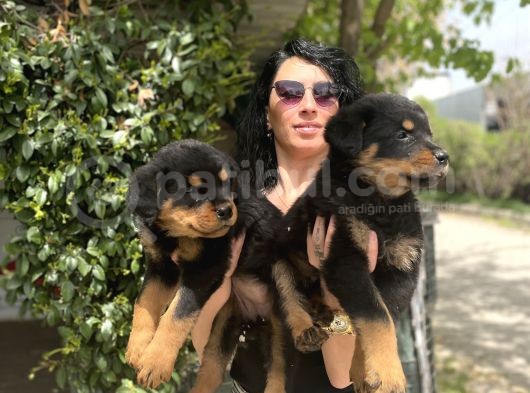 Rotweiller Yavrularım Sağlık Ve Irk Garantili