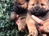 Chowchow Yavrularım Sağlık Ve Irk Garantilid