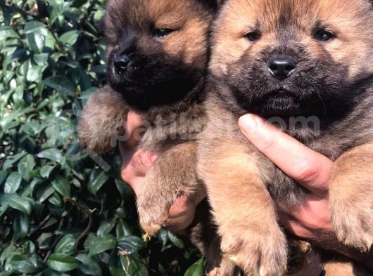 Chowchow Yavrularım Sağlık Ve Irk Garantilid görsel
