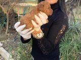 Toy Poodle Yavrularım Sağlık Ve Irk Garantili