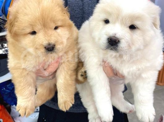 Chowchow Yavrularım Sağlık Ve Irk Garantilid görsel
