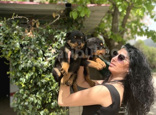 Rotweiller Yavrularım Sağlık Ve Irk Garantili görsel