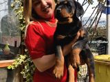 Macar Koca Kafa Rottweiler Yavrularımız