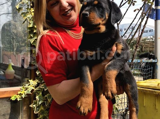 Macar Koca Kafa Rottweiler Yavrularımız görsel