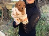 Toy Poodle Yavrularım Sağlık Ve Irk Garantili