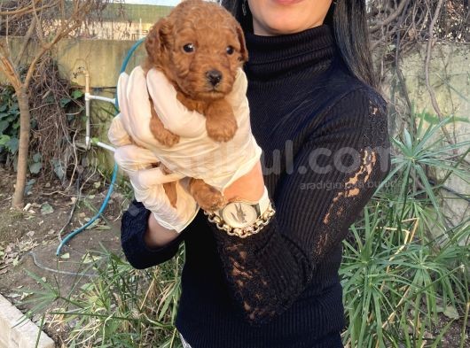 Toy Poodle Yavrularım Sağlık Ve Irk Garantili görsel