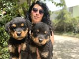Rotweiller Yavrularım Sağlık Ve Irk Garantili