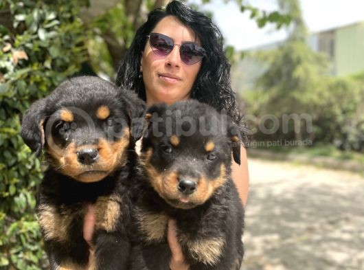 Rotweiller Yavrularım Sağlık Ve Irk Garantili görsel