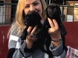 Devasa Muhteşem Cane Corso Yavrularımız