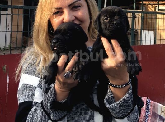 Devasa Muhteşem Cane Corso Yavrularımız görsel