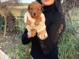 Toy Poodle Yavrularım Sağlık Ve Irk Garantili