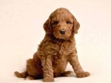 DEV BOY LABRADOODLE BEBEKLERİMİZ