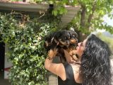 Rotweiller Yavrularım Sağlık Ve Irk Garantili