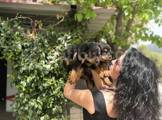 Rotweiller Yavrularım Sağlık Ve Irk Garantili görsel