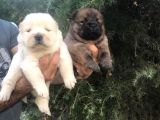 Chowchow Yavrularım Sağlık Ve Irk Garantilid