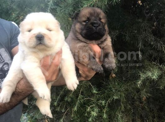 Chowchow Yavrularım Sağlık Ve Irk Garantilid görsel