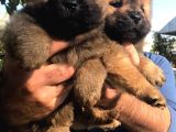 Chowchow Yavrularım Sağlık Ve Irk Garantilid