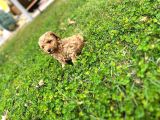 Tarçın Toy Poodle Yavrusu