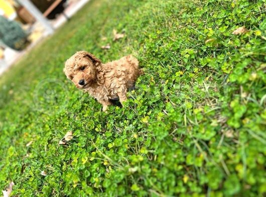 Tarçın Toy Poodle Yavrusu görsel