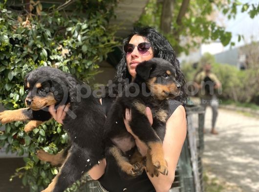Rotweiller Yavrularım Sağlık Ve Irk Garantili görsel
