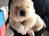 Chowchow Yavrularım Sağlık Ve Irk Garantilid