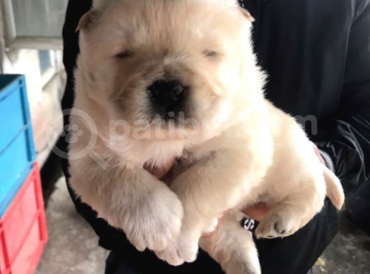 Chowchow Yavrularım Sağlık Ve Irk Garantilid görsel
