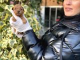 Toy Poodle Yavrularım Sağlık Ve Irk Garantili