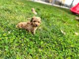 Tarçın Toy Poodle Yavrusu