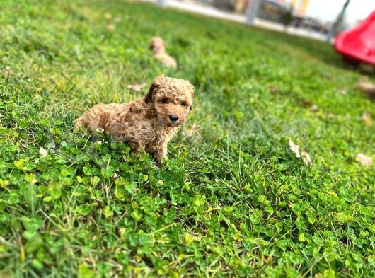 Tarçın Toy Poodle Yavrusu görsel