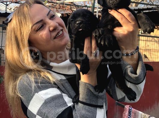 Devasa Muhteşem Cane Corso Yavrularımız görsel