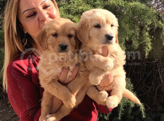 Mükemmel Golden Retriever Yavrularımız görsel