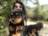 Rotweiller Yavrularım Sağlık Ve Irk Garantili