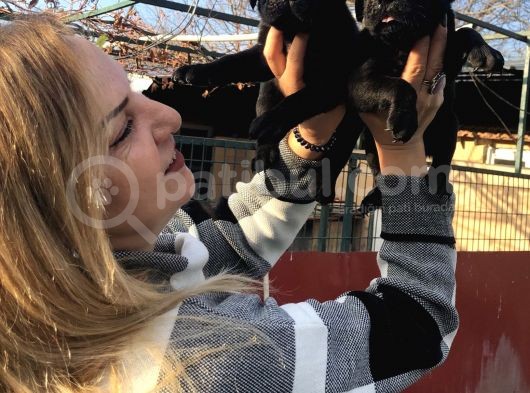 Devasa Muhteşem Cane Corso Yavrularımız görsel