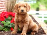 Dev Boy Labradoodle Bebekleri̇mi̇z