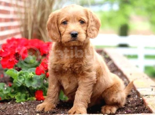 Dev Boy Labradoodle Bebekleri̇mi̇z görsel