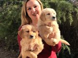 Mükemmel Golden Retriever Yavrularımız