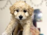 Maltipoo Yavrusu Sağlık Garantili