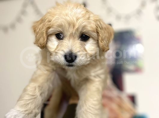 Maltipoo Yavrusu Sağlık Garantili görsel