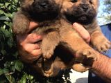 Chowchow Yavrularım Sağlık Ve Irk Garantilid