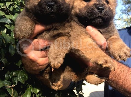 Chowchow Yavrularım Sağlık Ve Irk Garantilid görsel