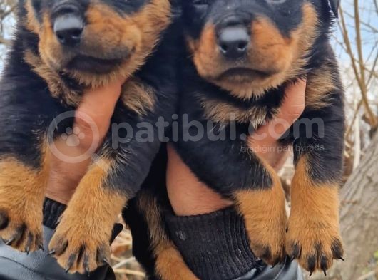 Rottweiler Yavrular görsel