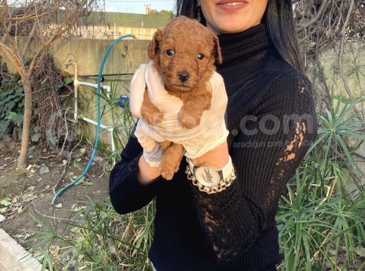 Toy Poodle Yavrularım Sağlık Ve Irk Garantili görsel