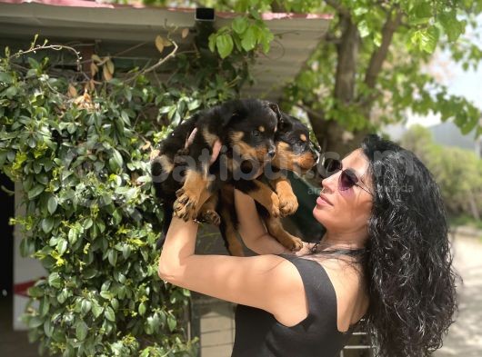 Rotweiller Yavrularım Sağlık Ve Irk Garantili görsel