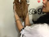 Toy Poddle Yavrularım Sağlık Ve Irk Garantilid