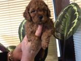 Efsane Toy Poodle Yavrularımız