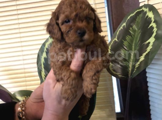 Efsane Toy Poodle Yavrularımız görsel